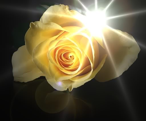 single_yellow_rose-1.jpg