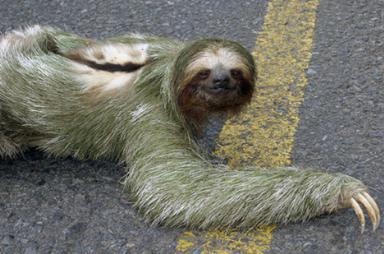 sloth choloepus hoffmanni 1 - Some weird animals!!