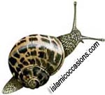 snail-1.jpg