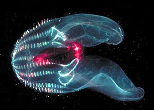 ss_deepsea2-1.jpg