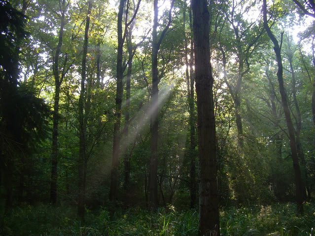 sunthroughtrees-1.jpg