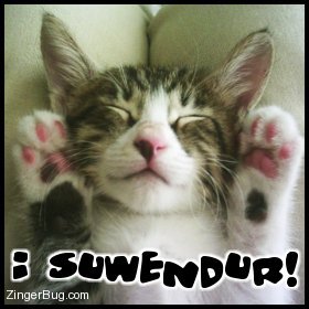 surrender_kitten-1.jpg