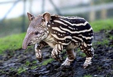 tapir 1 - Some weird animals!!