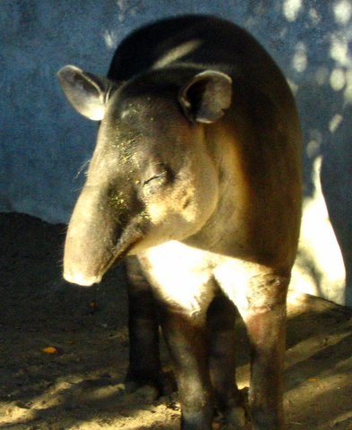 tapir 1 1 - Some weird animals!!