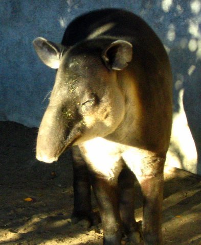 tapir_1-1.jpg