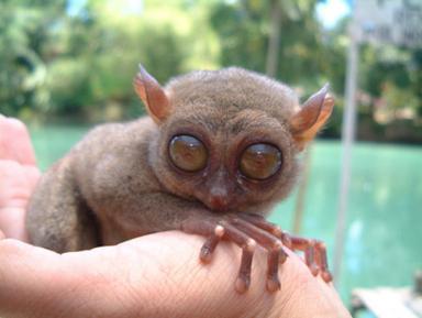 tarsier 1 - Some weird animals!!