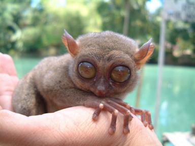 tarsier-1.jpg