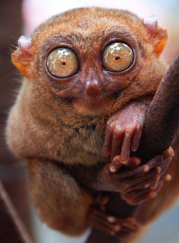 tarsier 2 1 - Some weird animals!!