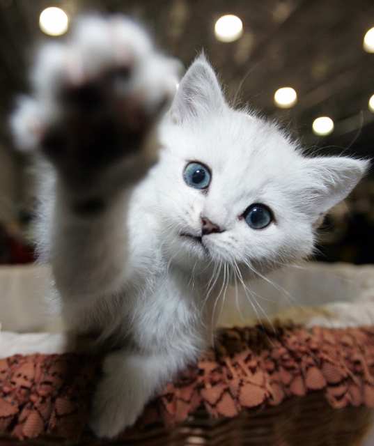 this_kitten_says_hello-1.jpg