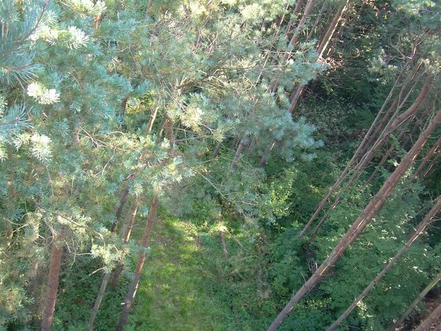 treetops-1.jpg