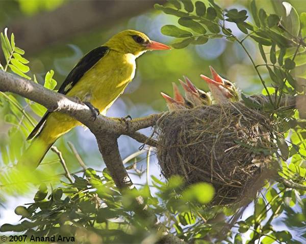 triplet__golden_oriole__anand_arya-1.jpg