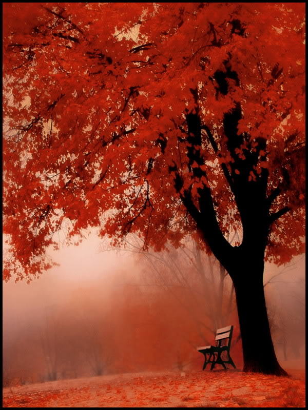 under red tree by artistsforcharity 1 - ~The Four Season~ Thread!