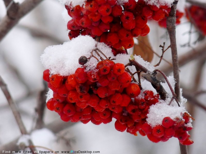 wwwPicsDesktopcom 114 1 - ~The Four Season~ Thread!