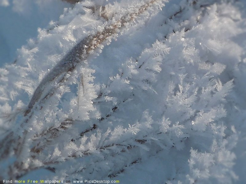 wwwPicsDesktopcom_116-1.jpg