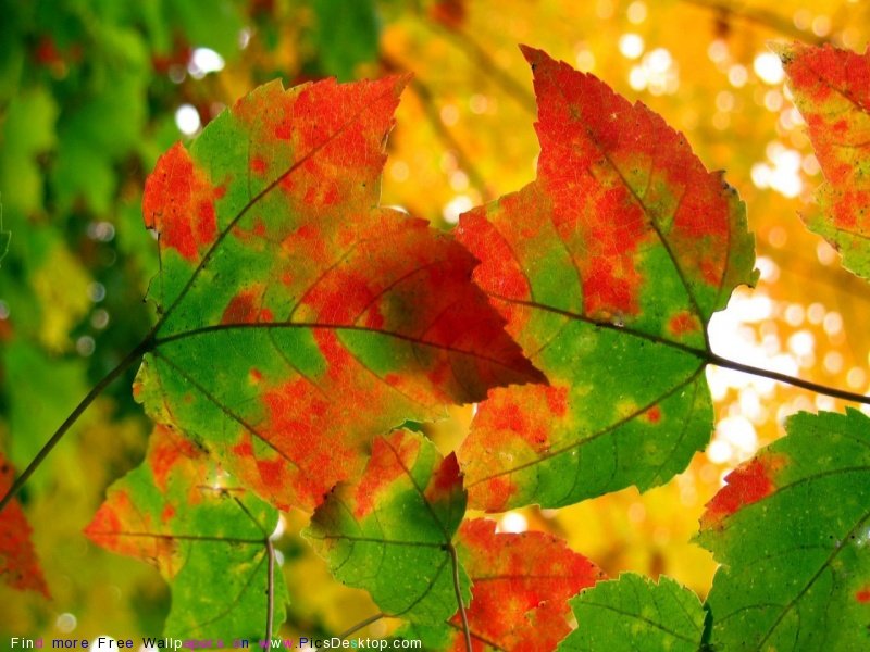 wwwPicsDesktopcom_211-1.jpg