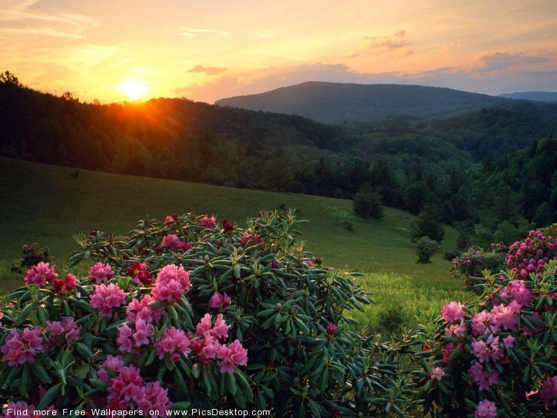 wwwPicsDesktopcom_53-1.jpg