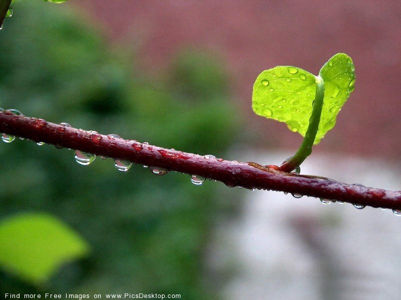wwwPicsDesktopcom_9-3.jpg