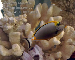 0004041018074323_marine_life_naso_tang_f-1.jpg