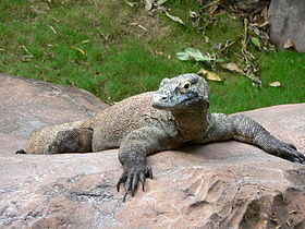 280pxVaranus_komodoensis4-1.jpg