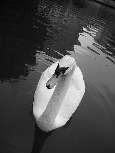 2933846395_c7bc143ee4-1.jpg