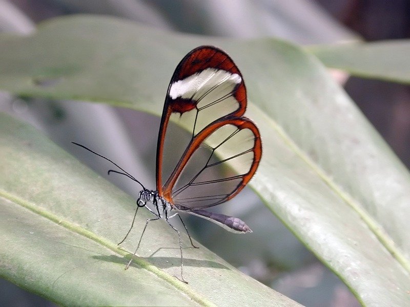 46854288IvegjegNGlassWingb-1.jpg