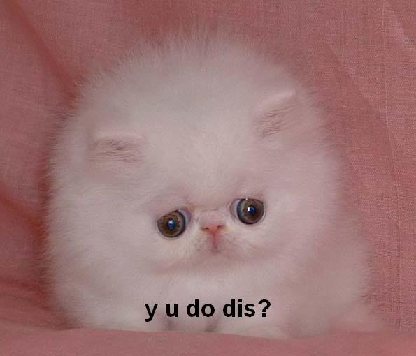 494_sad_kitty-1.jpg