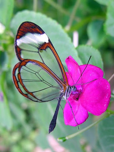 BeautifulButterfly2-1.jpg