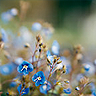 BlueFlower-1.png