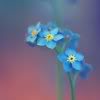 ForgetMeNot-1.jpg