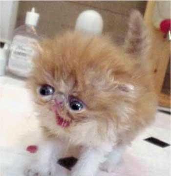 Scared_Cat-1.jpg