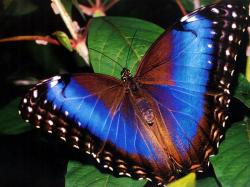 ambeautifulbutterfly-1.jpg