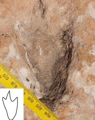 article10793050230CAFF000005DC46 306x385 1 - Geologists discover 'dinosaur dancefloor' in remote American wilderness