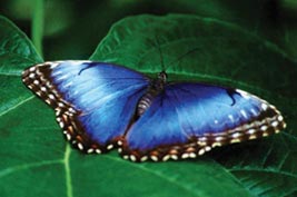 butterflygarden-1.jpg