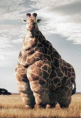 fat giraffe 1 - L@l new animals !!! (wierd)