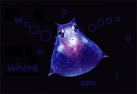 fishy-1.jpg
