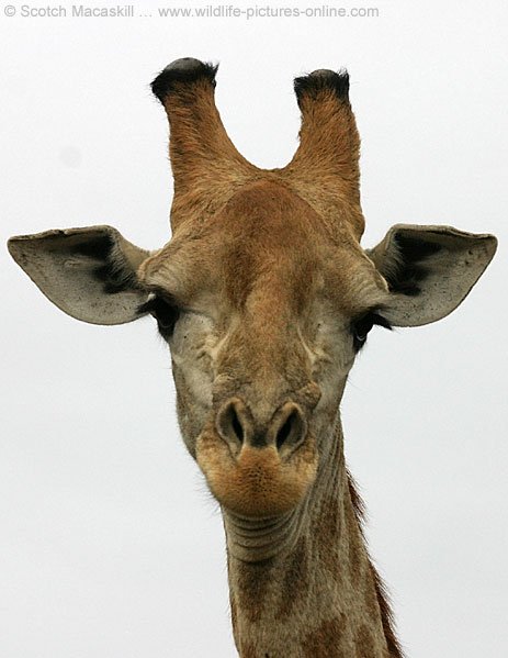 giraffe_ngr4450-1.jpg