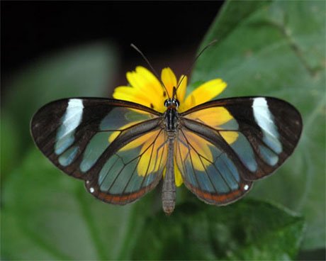 glasswing01-1.jpg