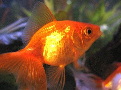goldfish3-1.jpg