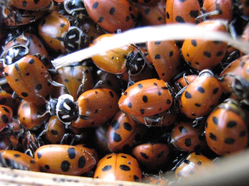 ladybirds-1.jpg