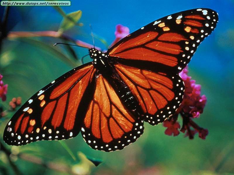 monarchbutterflies 1 - Allah's creations