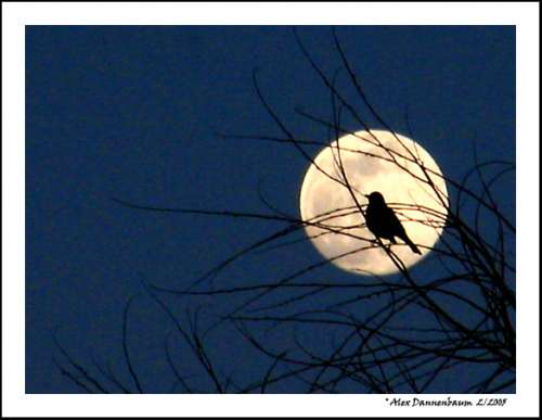 moon_8376-1.jpg