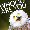 owlwho-1.png