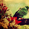 pigeon-1.png