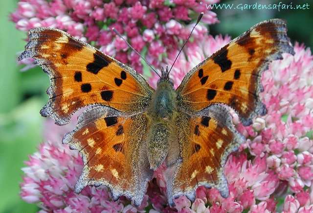 polygonia calbum hs0 2359 1 - Allah's creations