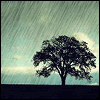 raintree4tr1-1.gif