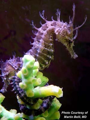 seahorses1 1 - oOo...Amazing Sea Creatures...oOo