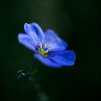 smallblueflower-1.jpg
