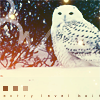 snowowl02-1.png