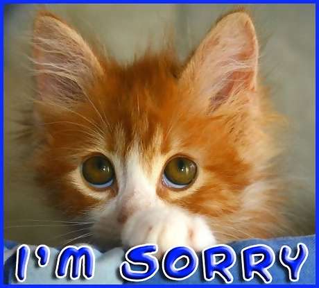 sorry_sad_kitty_face-1.jpg