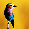 z69411897-1.png